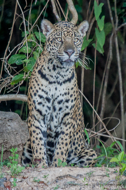 jaguar sitting
